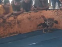 Praktik Perjudian Sabung ayam di Desa Sidumolyo, Kabupaten Deli Serdang, Provinsi Sumatera Utara Bikin Resah Warga
