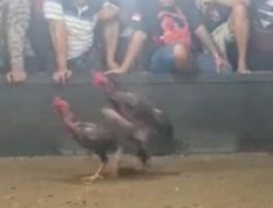Ketua Umum LSM Gmicak Minta Polres Deli Serdang Berantas Perjudian Sabung Ayam