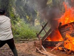 Perjudian Sabung Ayam di Penajam, Kalimantan Timur di Bakar Polisi
