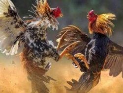 Perjudian 303 Sabung Ayam di Desa Sekubang, Kecamatan Sepauk, Sintang ” Bhabinkamtibmas Dimana dan Kemana?