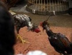 Masyarakat Minta Polsek Biru Biru memberantas Perjudian Sabung ayam di Wilayah hukumnya