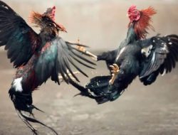 Markas Sabung Ayam Milik Malik di Sumberasri, Kecamatan Nglegok Belum ada Tindakan dari Polres Blitar