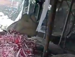 Pembakaran Limbah B3 Grenjeng Foil di Dusun Tenggor, Desa Modopuro, Kecamatan Sumobito di Soal LSM Gmicak