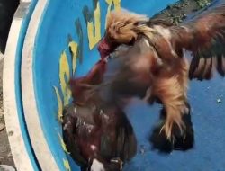 Siapa Beking Perjudian Sabung Ayam di Bendo, Desa Grogol, Kecamatan Tulangan, Sidoarjo