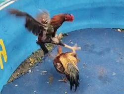 Skandal Perjudian Sabung ayam di Bendo, Desa Grogol, Kecamatan Tulangan, Sidoarjo tak tersentuh Hukum