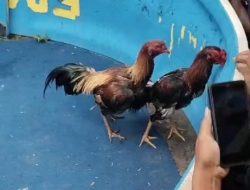 Markas Judi Sabung Ayam di Grogol, Kecamatan Tulangan, Sidoarjo Kebal Hukum