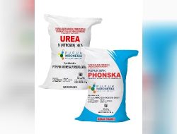 Di Parengan, Kabupaten Tuban Harga Pupuk Bersubsidi Mencekik Rakyat Menjerit