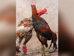 Diduga Judi  Ayam Aduan Jenis Bangkok Bebas Beroperasi di Desa Kelampaian Warga Pertanyakan Kinerja APH
