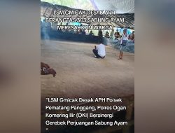 Kasus Perjudian Sabung Ayam di Pematang Panggang, Ogan Komering Ilir (OKI) Marak di Soal LSM Gmicak