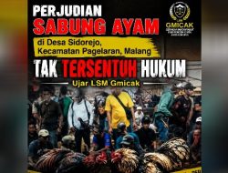 Perjudian Sabung Ayam di Desa Sidorejo, Kecamatan Pagelaran, Malang tak tersentuh Hukum “Ujar LSM Gmicak